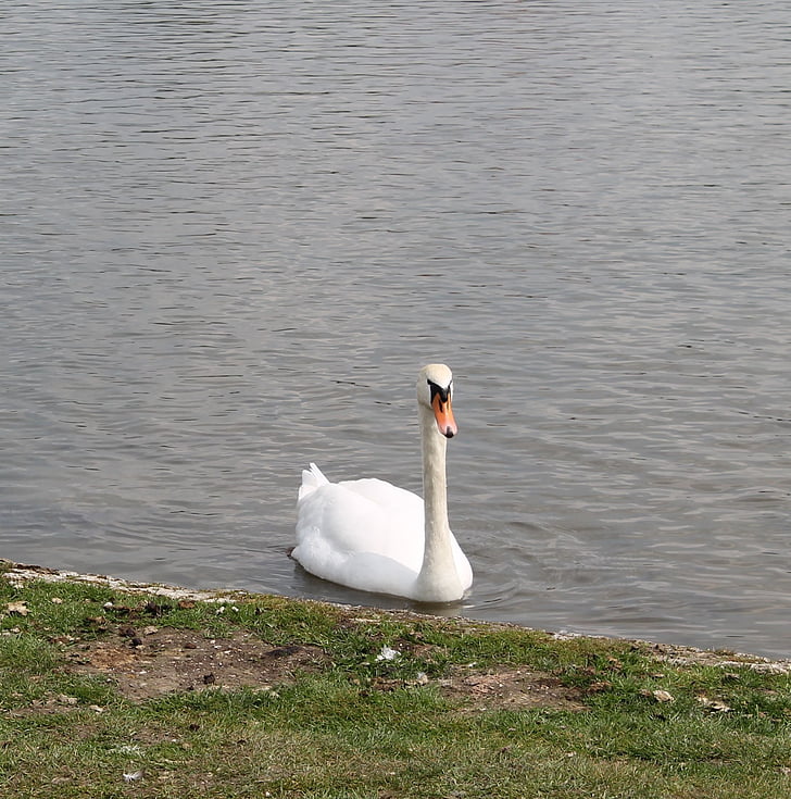 Swan, keanggunan, elegan, Danau, berenang, Cantik, angsa putih