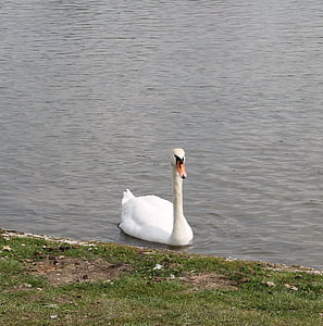 swan, elegance, elegant, lake, swim, beautiful, mute swan