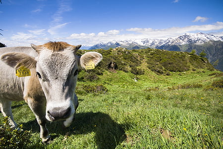 牛, 風景, 山, 1 つの動物, 草, 動物, 山