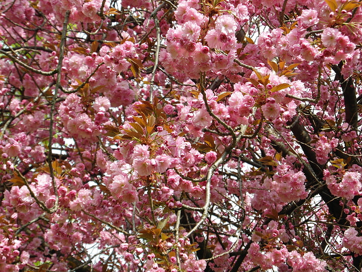 Cherry blossom, Pink, forår, bud, Blossom, Bloom