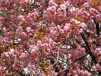 kirsebærtre blomstrer, rosa, våren, anbud, Blossom, blomst