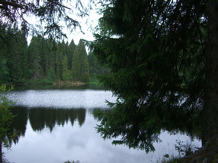 Mathisleweiher, Lago di palude, il mirroring, abeti, Hinterzarten, foresta nera