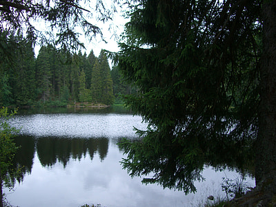 mathisleweiher, barje jezero, zrcaljenje, smrek, Hinterzarten, Black forest