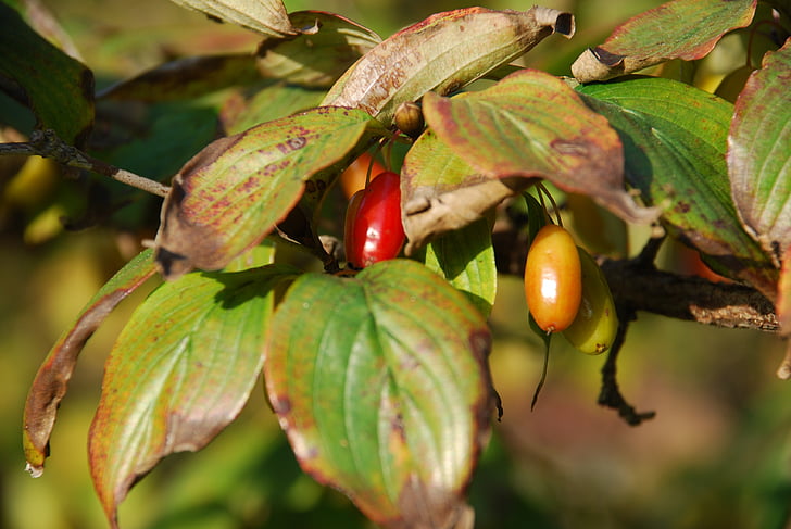 rudens, Žagars, jujube