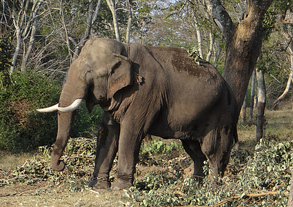 Słoń, dziki, zwierząt, ssak, dzikich zwierząt, lasu, park narodowy