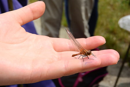 Dragonfly, hmyz, ve vašich rukou, okřídlený hmyz, viskózní