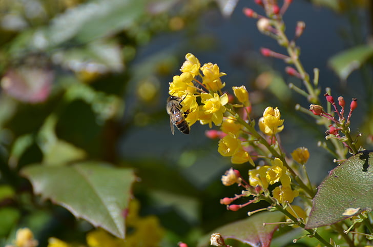 μέλισσα, γύρη, εργαζόμενος, έντομο, λουλούδι, άνοιξη, φύση