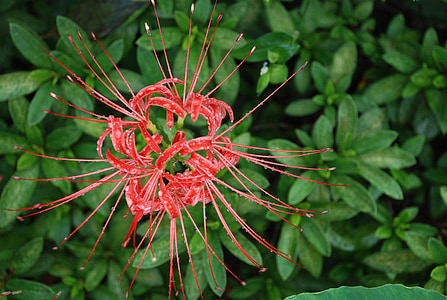 lycoris squamigera, kvety, Wildflower, červená, Príroda, rastlín