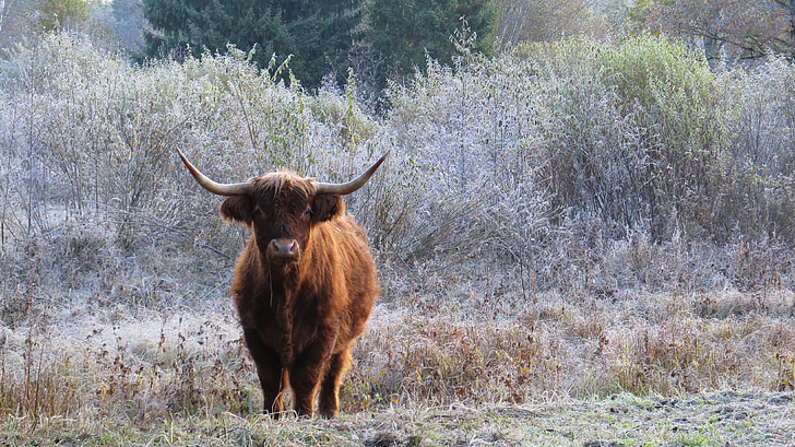тварин, Ссавці, місце убиваючий камінь, шотландський великої рогатої худоби