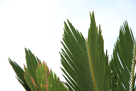 Palma, növény, zöld, lombozat, természet, levél, zöld színű