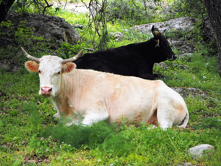 sapi, sapi, hitam, putih, hewan, alam, padang rumput