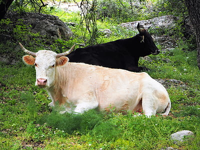 tehén, tehenek, fekete, fehér, állat, természet, legelő