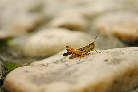 macro, photography, green, brown, grasshopper, insects, rocks