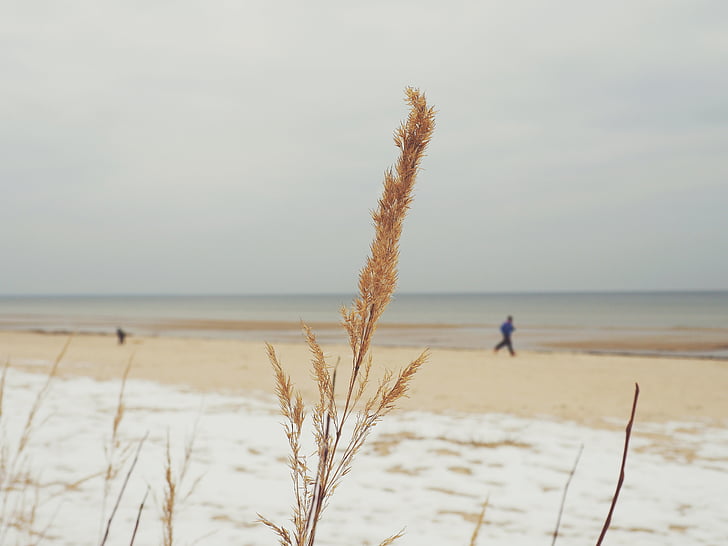 Beach, trava, rastlin, pesek, morje, ob morju, sneg