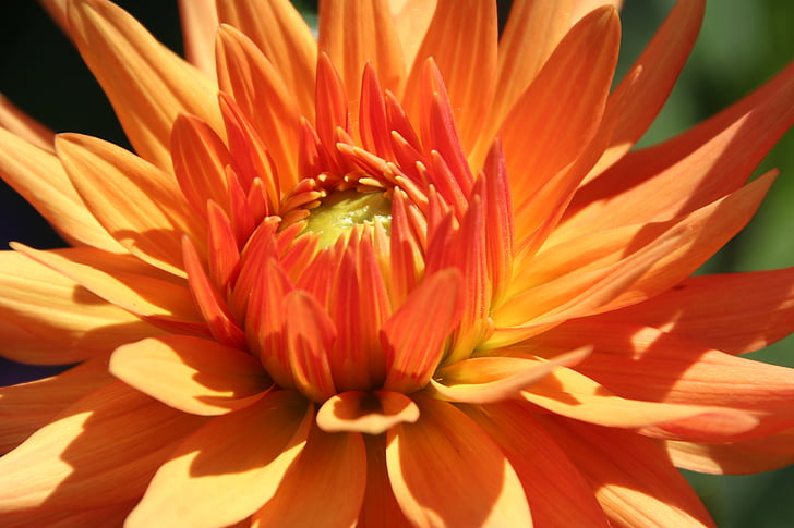 Hoa, Blossom, nở hoa, màu da cam