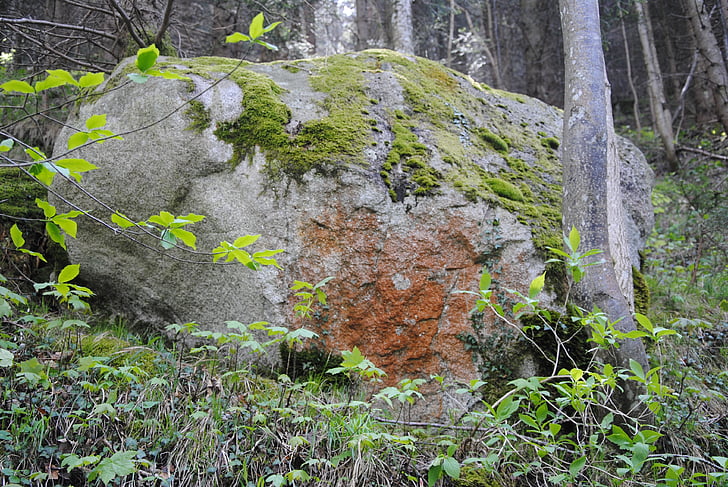 pedra, floresta, natureza, musgo, verde, em silêncio, rocha