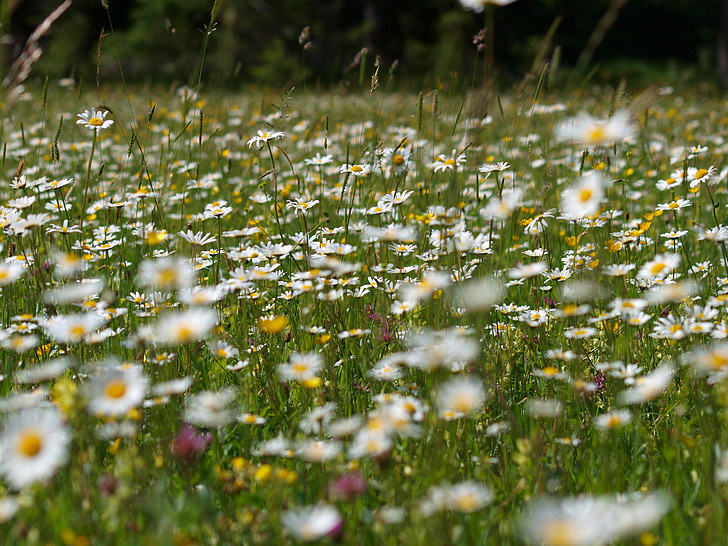 flower meadow, margaret, summer, flowers, nature