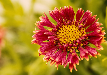 flower, red flower, red, nature, yellow, green, plant