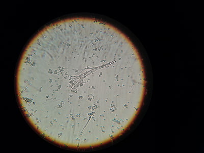 bactéries, microscope, image microscopique