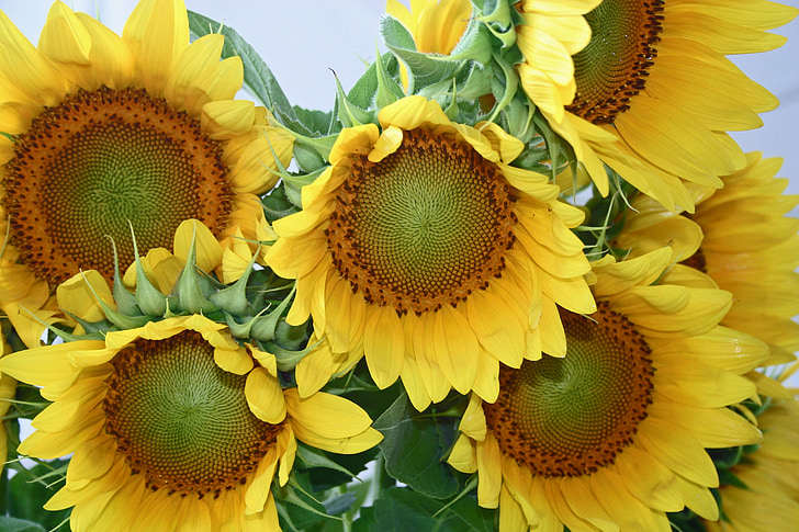 flower, sunflower, yellow, sun, plant, floral, natural