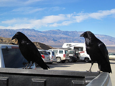 Havran, Údolie smrti, vták, lietať, krídla, pierko, voľne žijúcich živočíchov