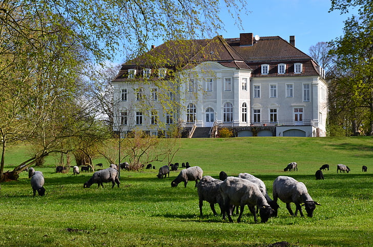 castle, park, sheep, flock of sheep, spring, green, northern germany