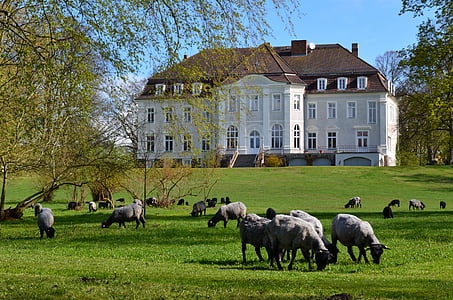 dvorac, parka, ovce, stado ovaca, proljeće, zelena, Sjeverna Njemačka