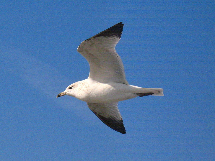 seagull, bird, white, flying, grey, wings, feathers
