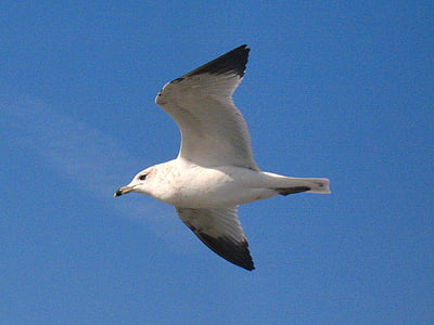 Gavina, ocell, blanc, volant, gris, ales, plomes