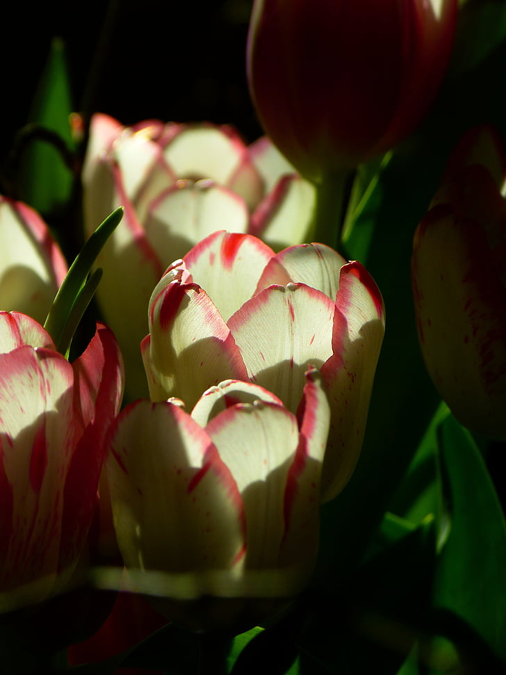 Tulipa, flor, flor, Rosa, flors, planta, natura
