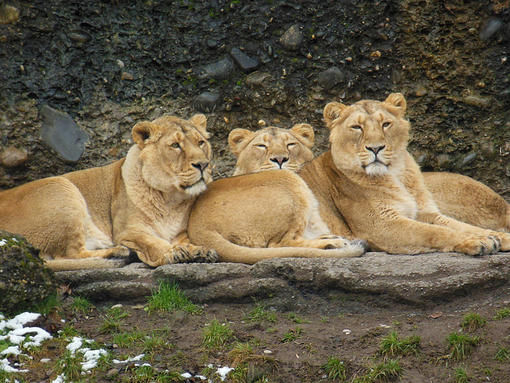 Lioness, djur, stor katt, vilda, djurvärlden, Zoo, Predator