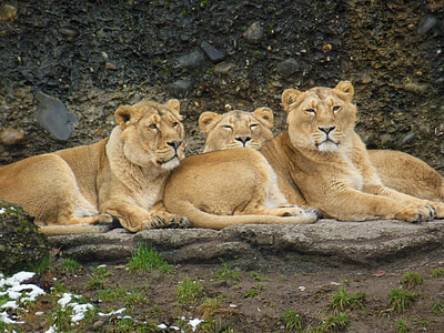 lioness, animal, big cat, wild, animal world, zoo, predator