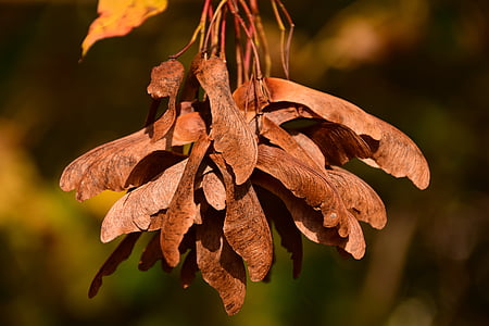 Maple, sementes, sementes voadoras, marrom, Outono, fechar, cores de outono