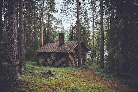 brown, wooden, house, forest, daytime, wood, logs