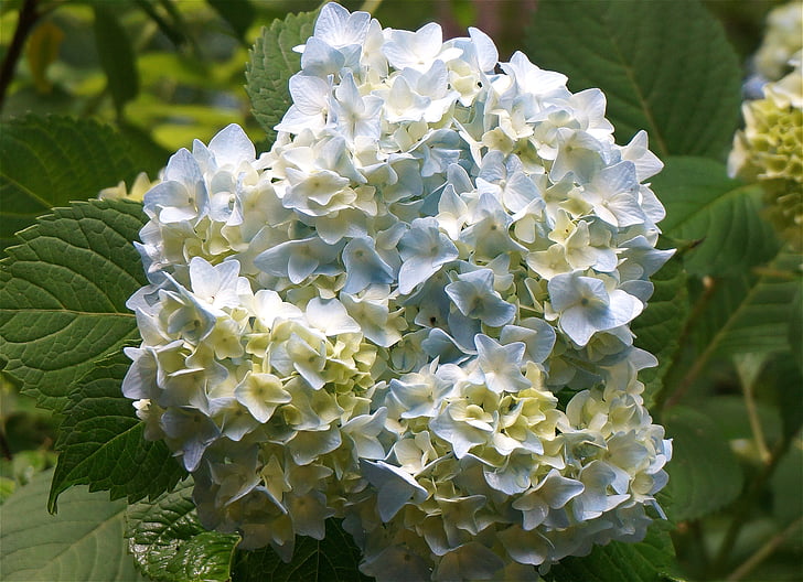 Blaue Hortensie, Regen, Garten, Blüte, Blume Blüte, Strauch, Natur