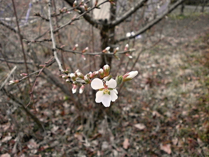 tomentosa, ciliegia, prugna, fiori di primavera, bianco