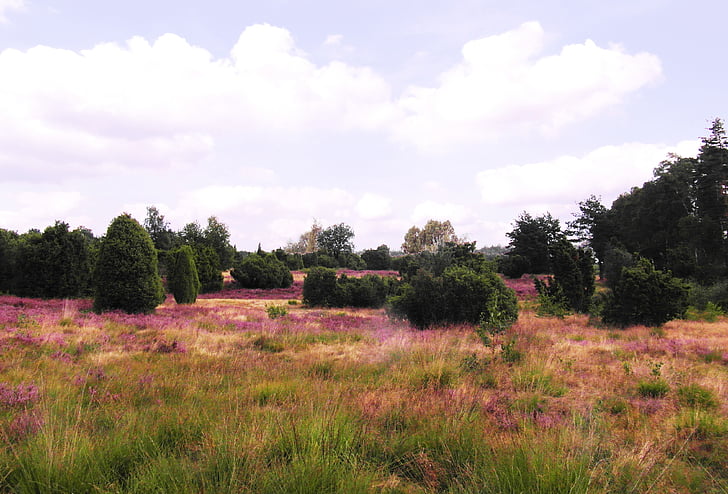 Heide, Heather, Augusts, Lüneburg, virsāju, rozā, ziedi