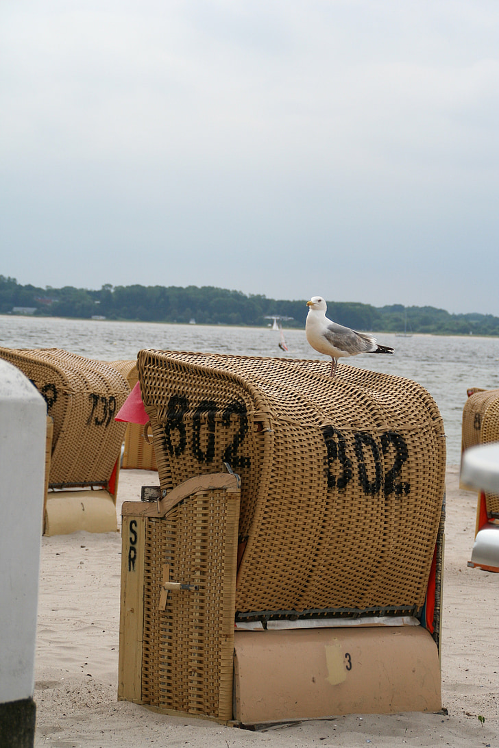 strandstol, stranden, Holiday, Seagull