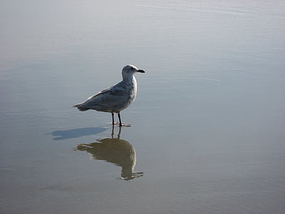 seagull, gull, bird, reflection, shore, pacific, oregon