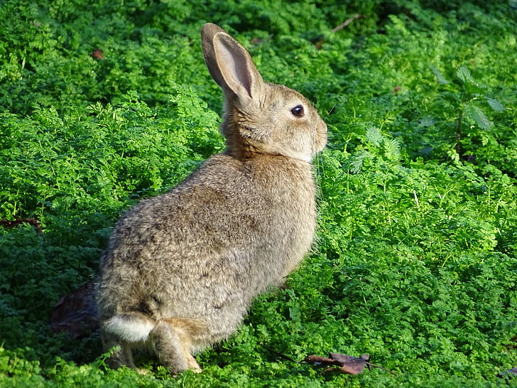 кролик, заєць, заєць, тварини, пухнастий, чарівні, Природа