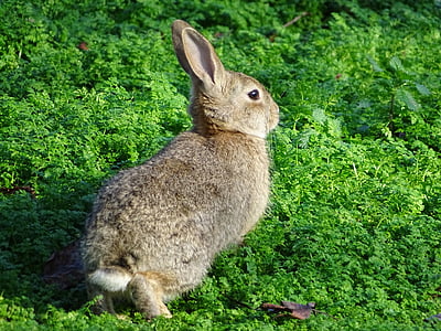 rabbit, bunny, hare, animal, furry, adorable, nature