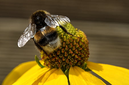 пчела, Блосъм, Блум, цвете, растителна, затвори, Хумел