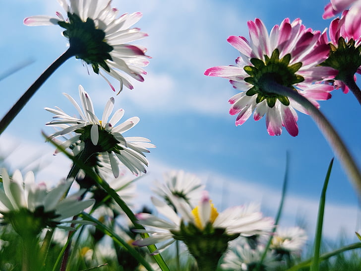 daisies, madelief, nature, outdoor, flower, spring, blue sky