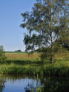 morning, summer, pond, landscape, trees, nature, south bohemia