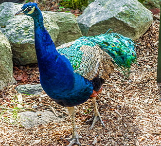 pavão, plumagem, Cor, verde, azul, penas, colorido