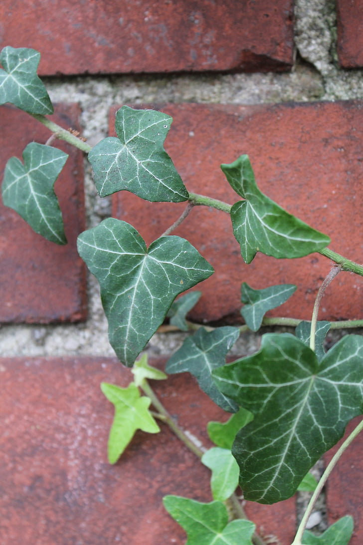 ivy, clinker, green, red, plant, autumn, nature