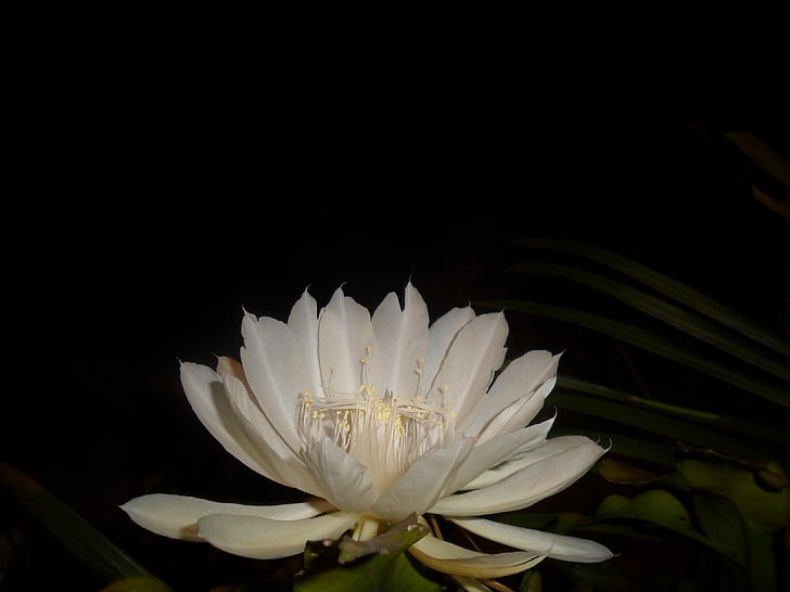 Kráľovná noci, biely kvet, kaktus, pitahaye, noc