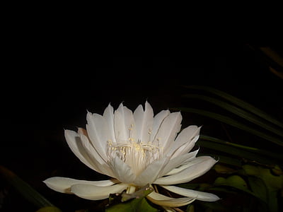 Królowa nocy, biały kwiat, Kaktus, Pitahaya, noc