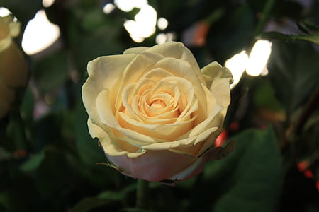 rose, yellow, blossom, bloom, flower, white, light
