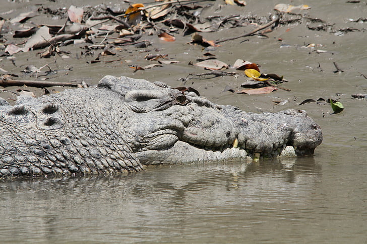 Krokodyl, rezerwy, drapieżnik, ząb, Świat zwierząt, australia Zachodnia, Australia